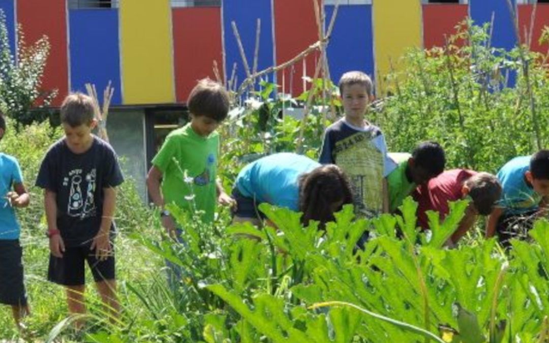 7 activitats pel Dia Mundial del Medi Ambient a l’escola
