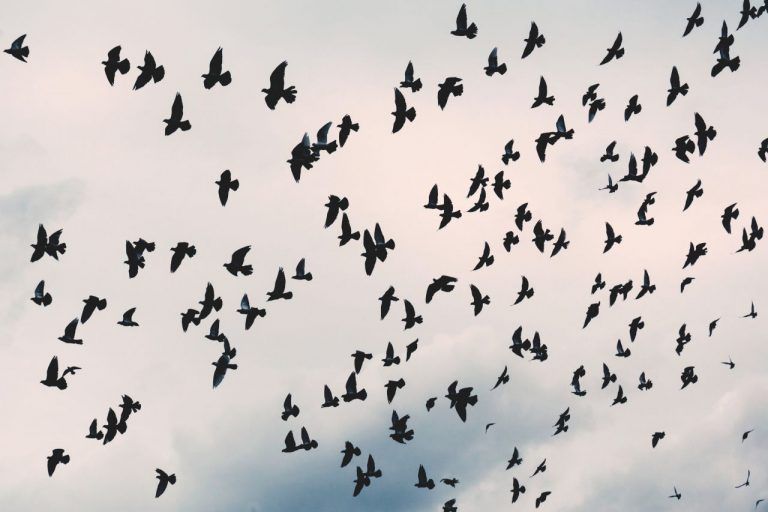 12 recursos pedagógicos para la no-violencia y la Paz