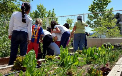 Cómo vincular el huerto escolar al currículum