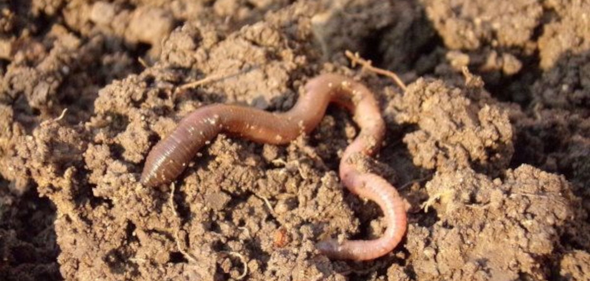 La biodiversitat al compostador de l’escola