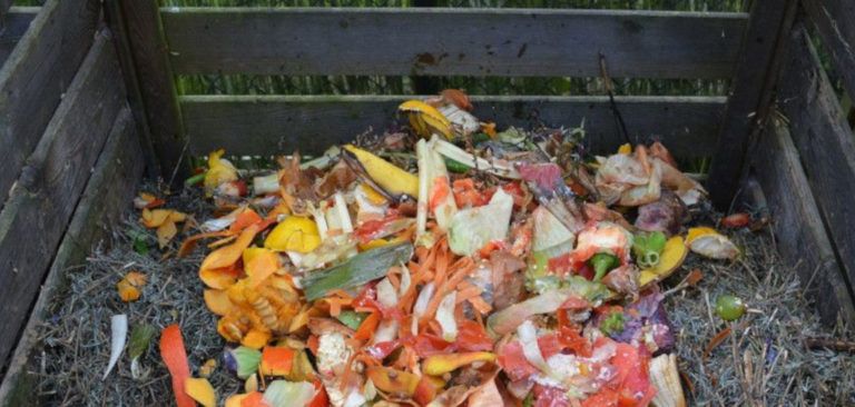 Actividades pedagógicas a partir del compostador