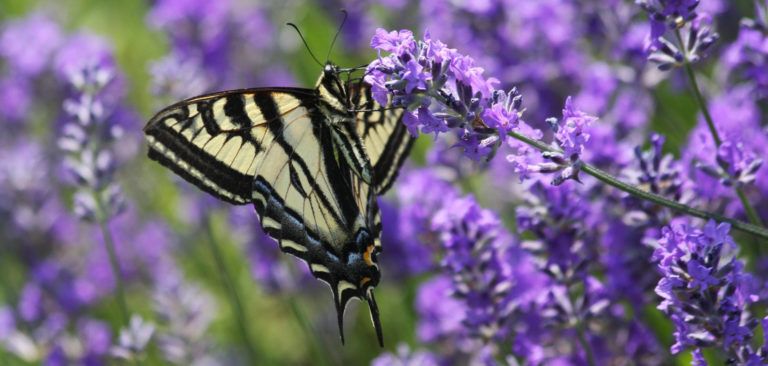 Cómo favorecer la biodiversidad en el patio de la escuela