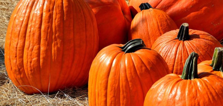 Octubre es temporada de calabazas