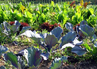 guia de l'hort Fundesplai