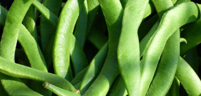 ¡En junio es temporada de judía verde!