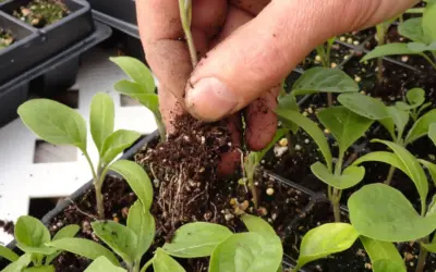 L’hort escolar a l’hivern: tallers per a mestres