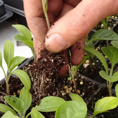 L’hort escolar a l’hivern: tallers per a mestres