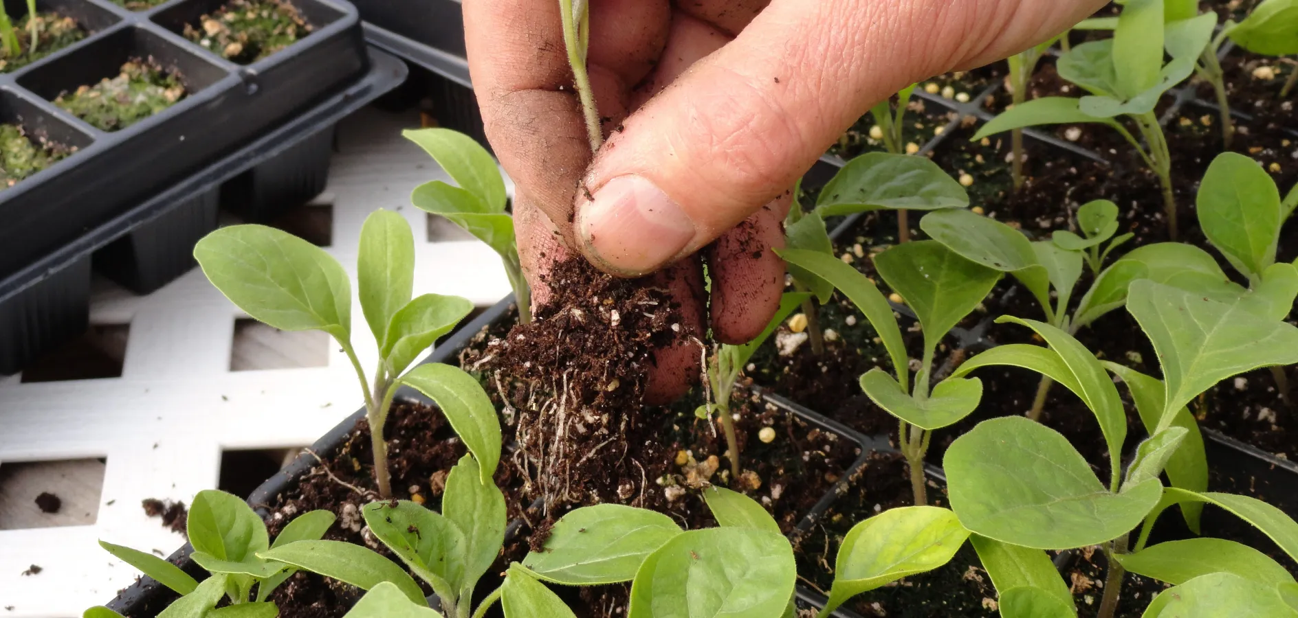 L’hort escolar a l’hivern: tallers per a mestres