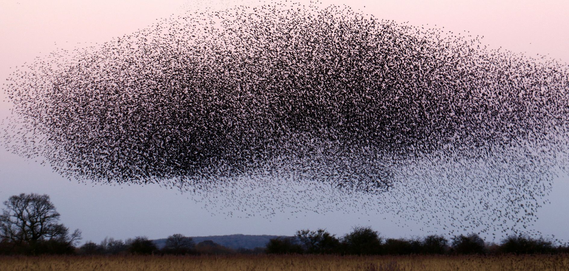 9 Recursos educativos sobre las aves