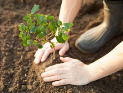 Salida escolar gestión forestal Fundesplai