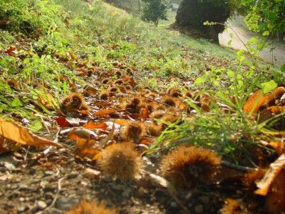 Castaños Montseny Trabajo síntesis Fundesplai