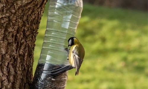 Menjadora plàstic per a ocells Fundesplai Ocell menjant d'una ampolla reutilitzada