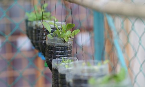 Testos amb ampolles de plàstic Fundesplai Plantes a testos amb ampolles reutilitzades